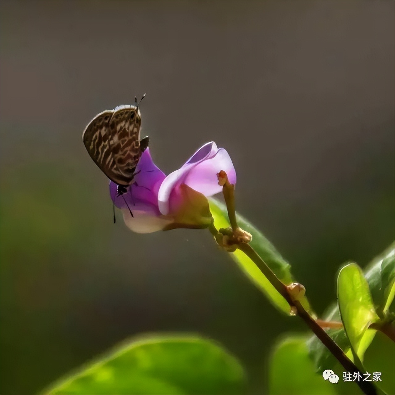驻外人的“花花世界”——且看菜园变花园