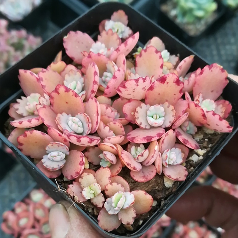 十二卷多肉的品种图鉴,100种多肉植物图片大全