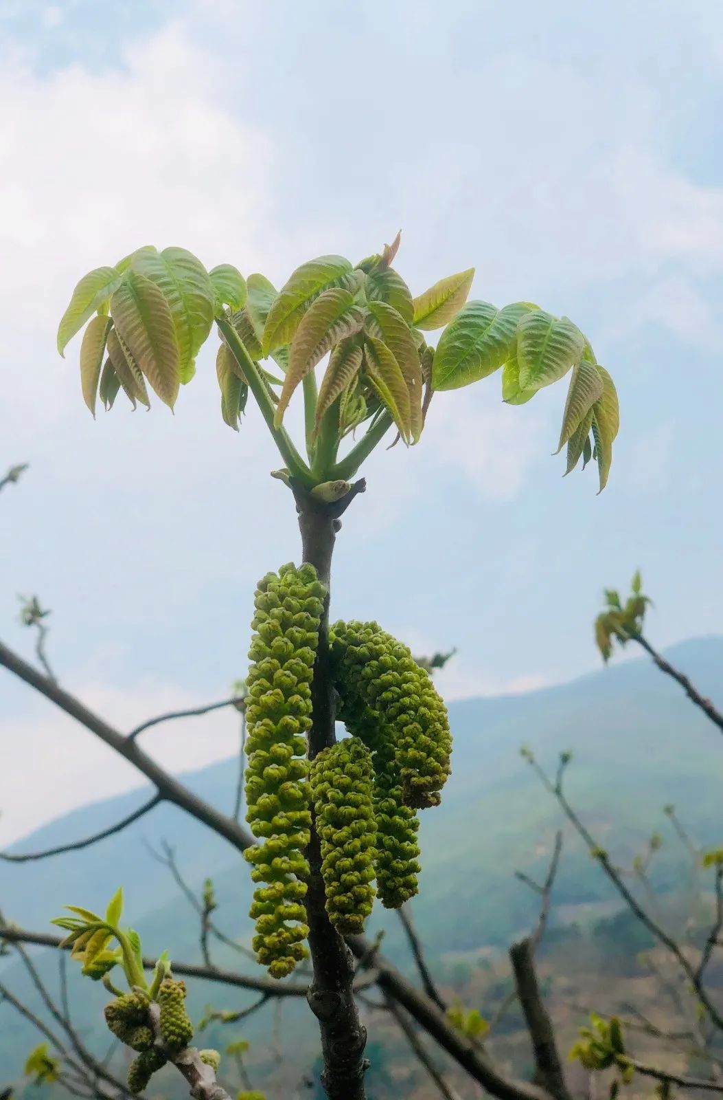 大理核桃花,大理赏花食花