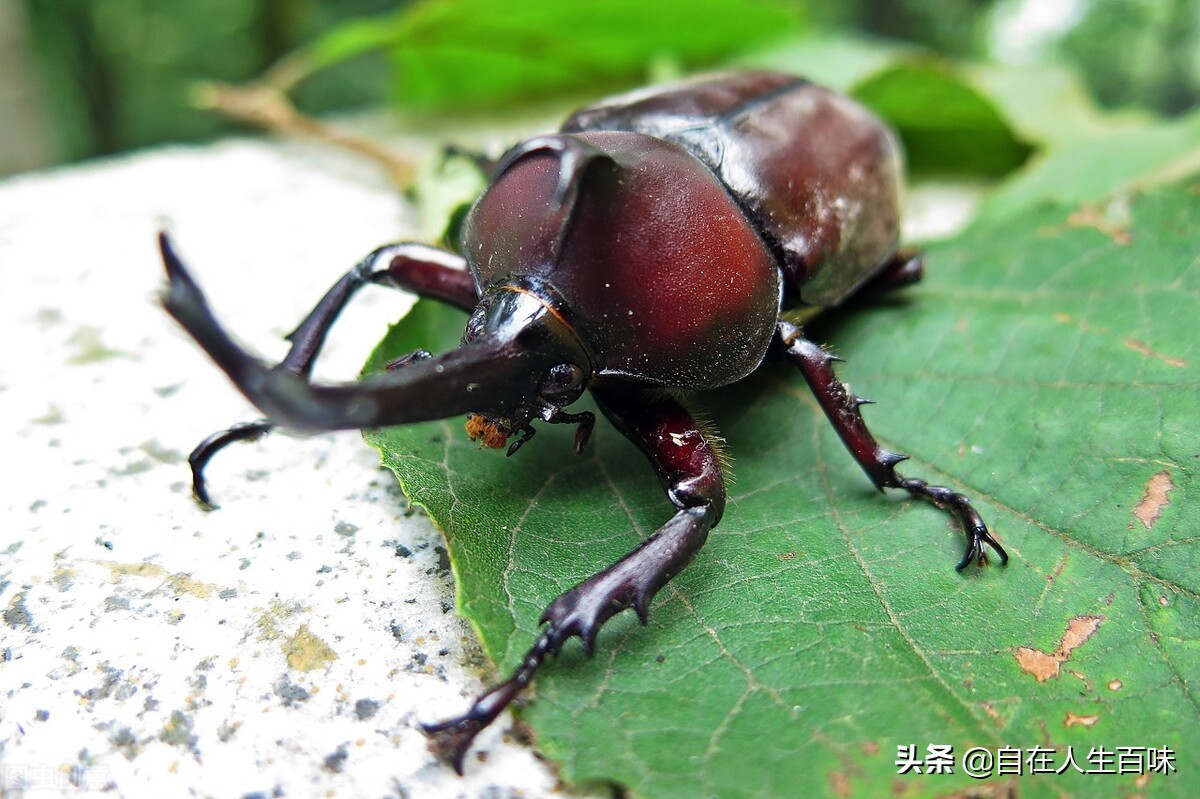 农村常见的虫子各叫什么名字,夏天家里最常见的虫子