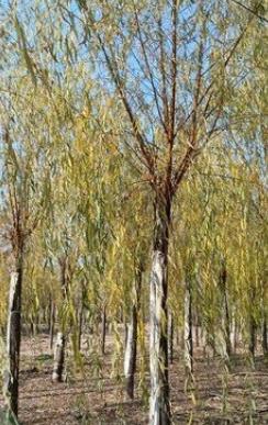 柳树七月份扦插育苗可以成活吗,柳树扦插育苗