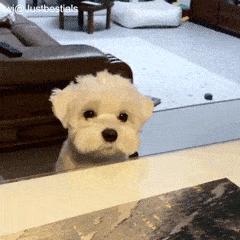 十大最长寿狗狗,长寿的狗狗都有哪些