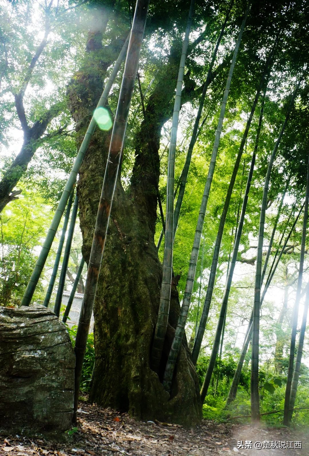 江西樟树第一古樟林,吉尼斯之最古樟树林