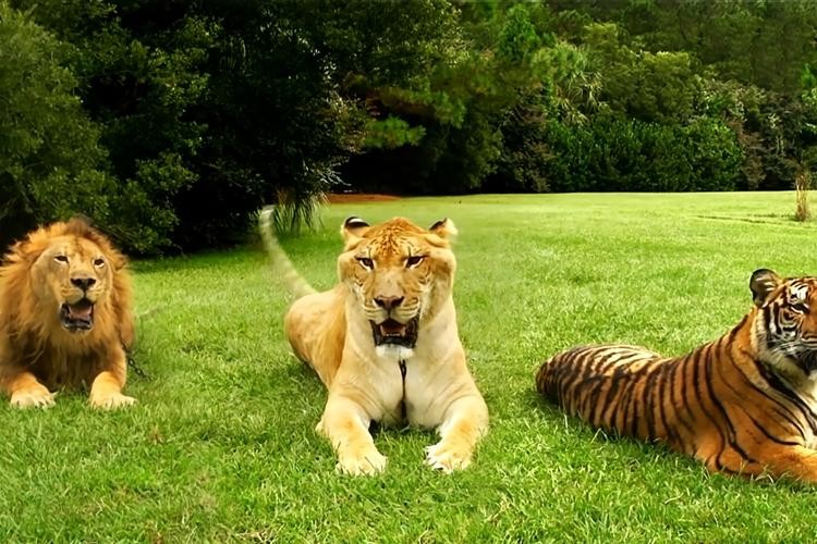 突破基因枷锁会怎样,普通马和斑马杂交是否可育