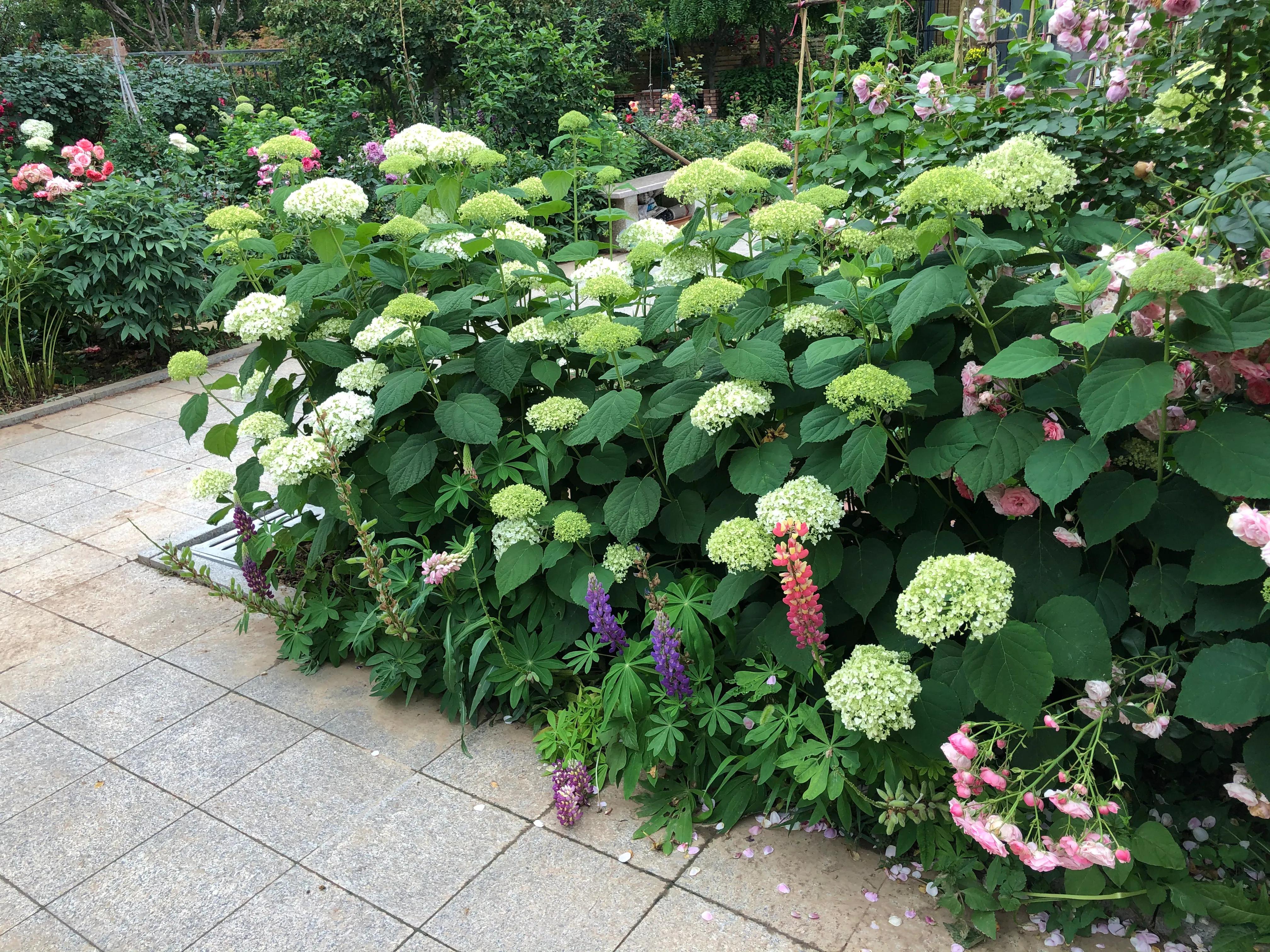 我在花园里种下种子,我在花园里种一棵小树