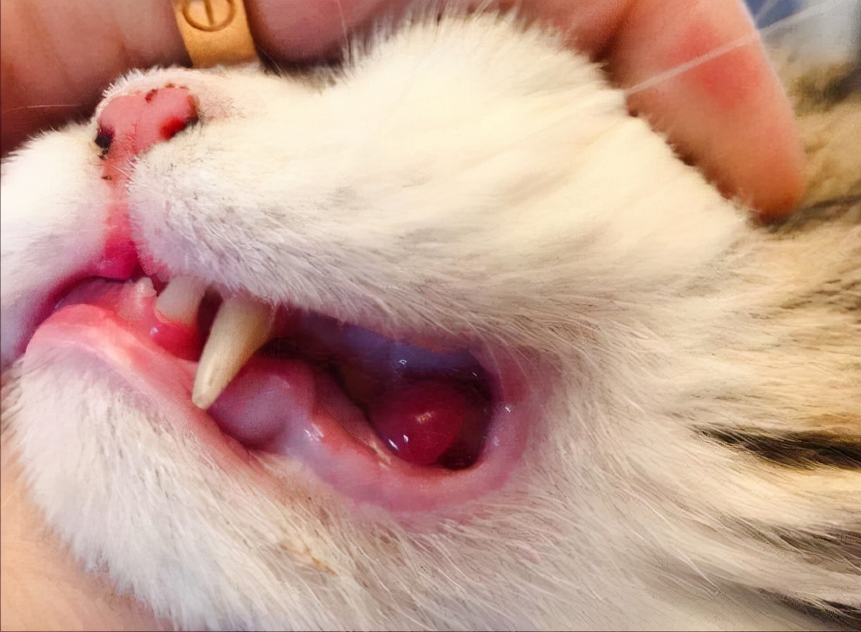 猫咪口臭原因,猫咪口臭如何防治视频教程