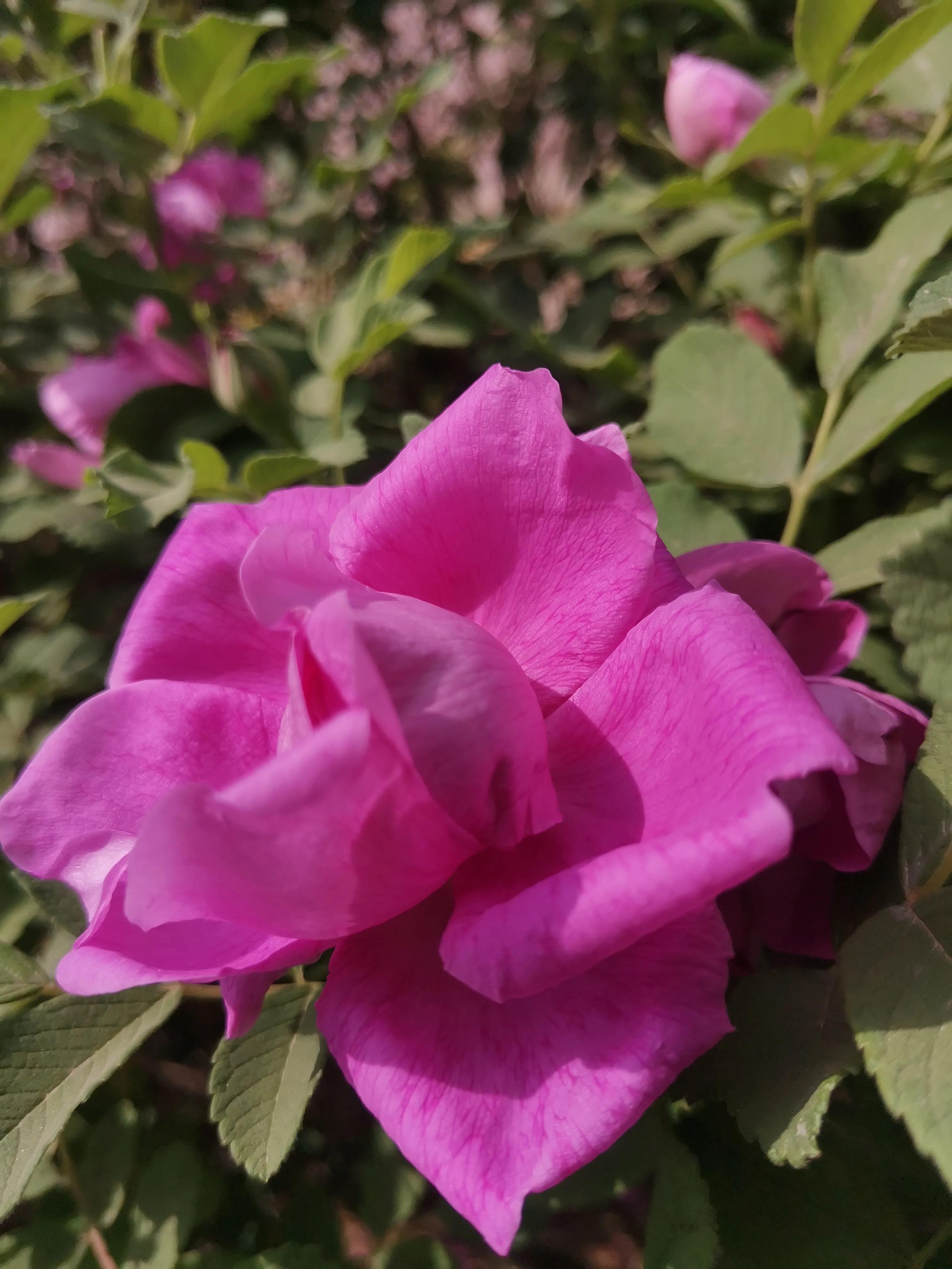 像玫瑰花绽放七律,七律深秋鲜花绽放