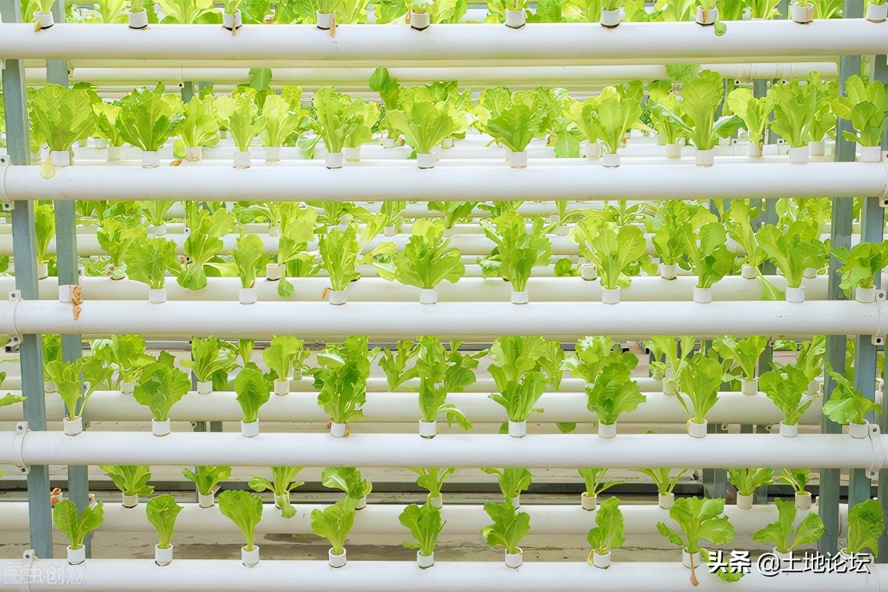 食用小苏打可以防虫增产吗,农用小苏打防虫剂