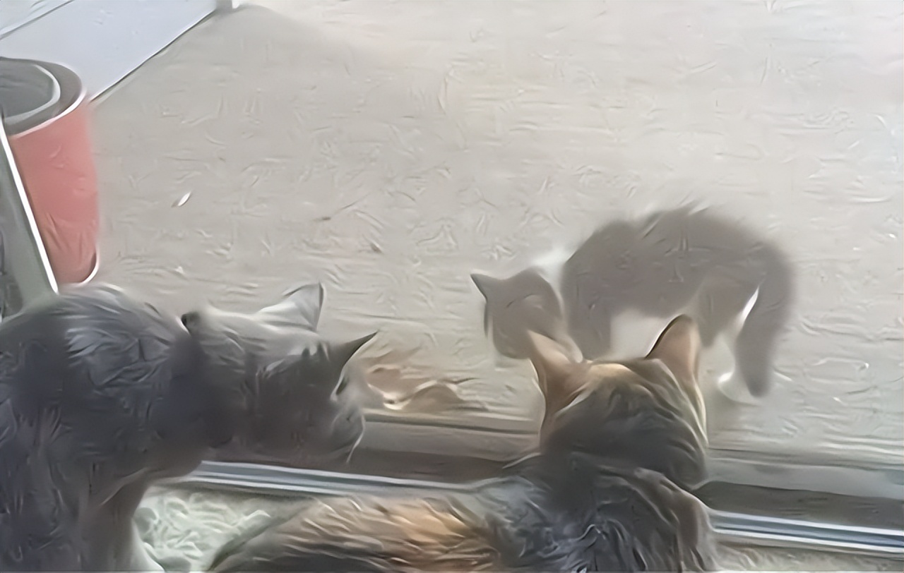 一直把猫咪关在笼子里养会怎么样,长期把猫咪关笼子里猫咪会怎么样