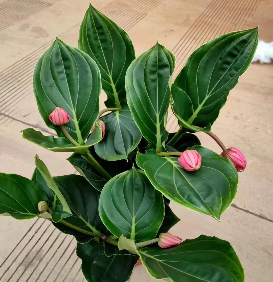 最美花王,花王宝莲灯