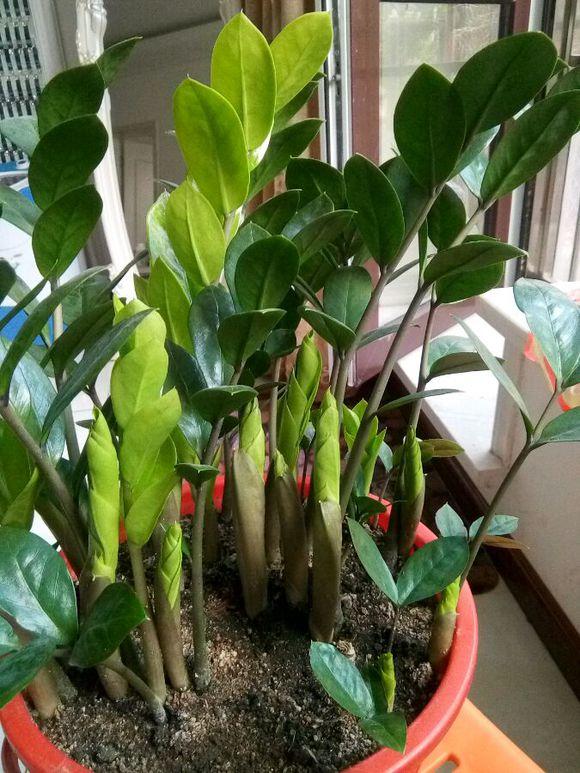 适合室内养的耐阴花和植物,就养这10种耐阴花比绿萝都好养