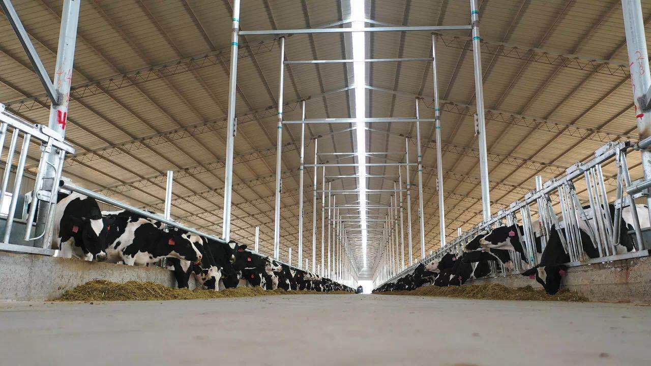 奶牛规模化养殖场建设方案,奶牛养殖场建设的标准是