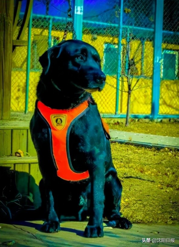 沈阳20只功勋犬退役找新家，市民争相领养！要注意这个要求