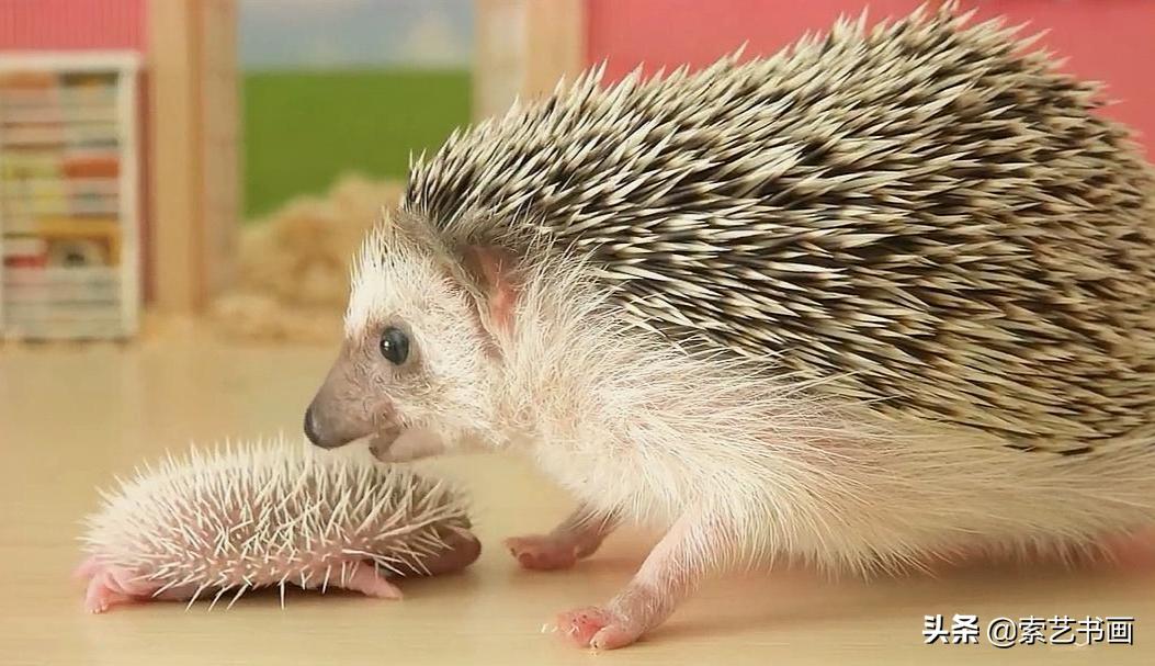 小刺猬创意美术一年级,小刺猬美术作品幼儿