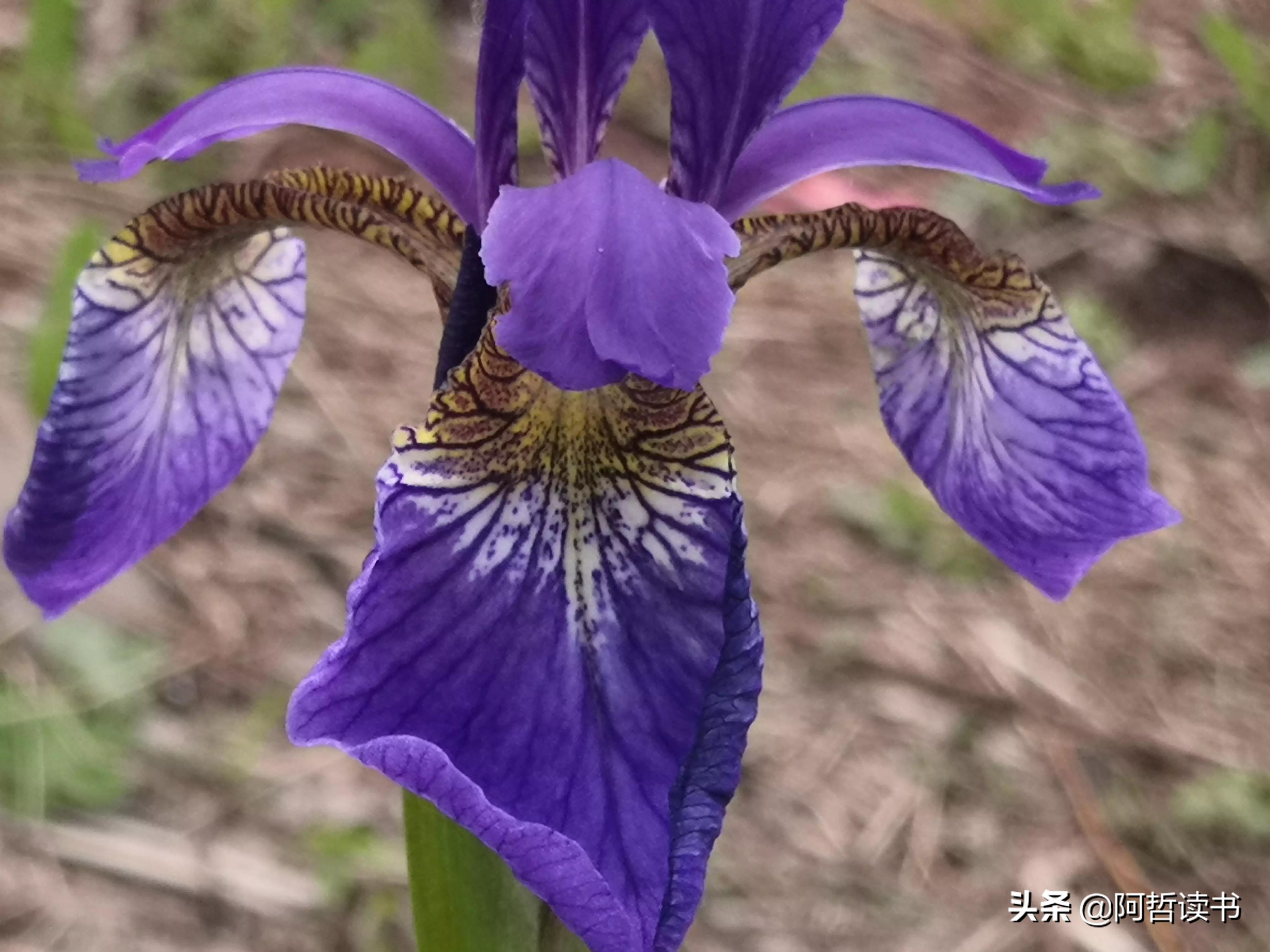 婀娜多姿鸢尾花,鸢尾花婀娜多姿