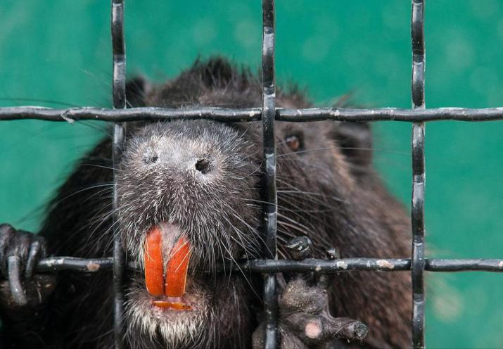 上海多地出现巨型老鼠新闻报道,上海老鼠最小的有10斤是真的吗