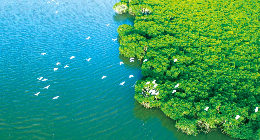 春日出游计划东寨港红树林观鸟游,东寨港红树林观鸟