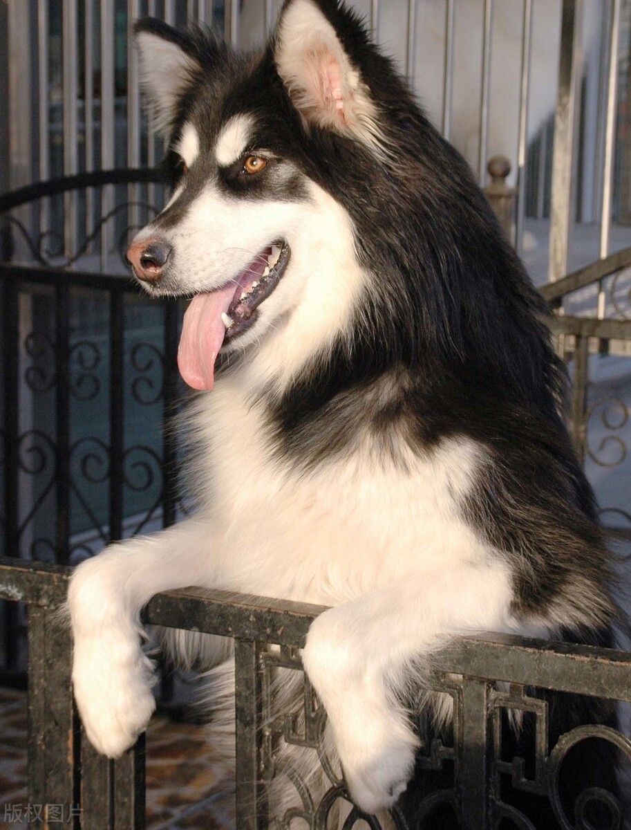 一只阿拉斯加从西安航空托运到兰州的案例分享