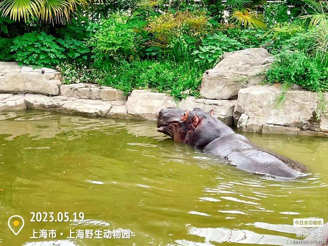 上海野生动物园和上海动物园,上海野生动物园过年营业时间