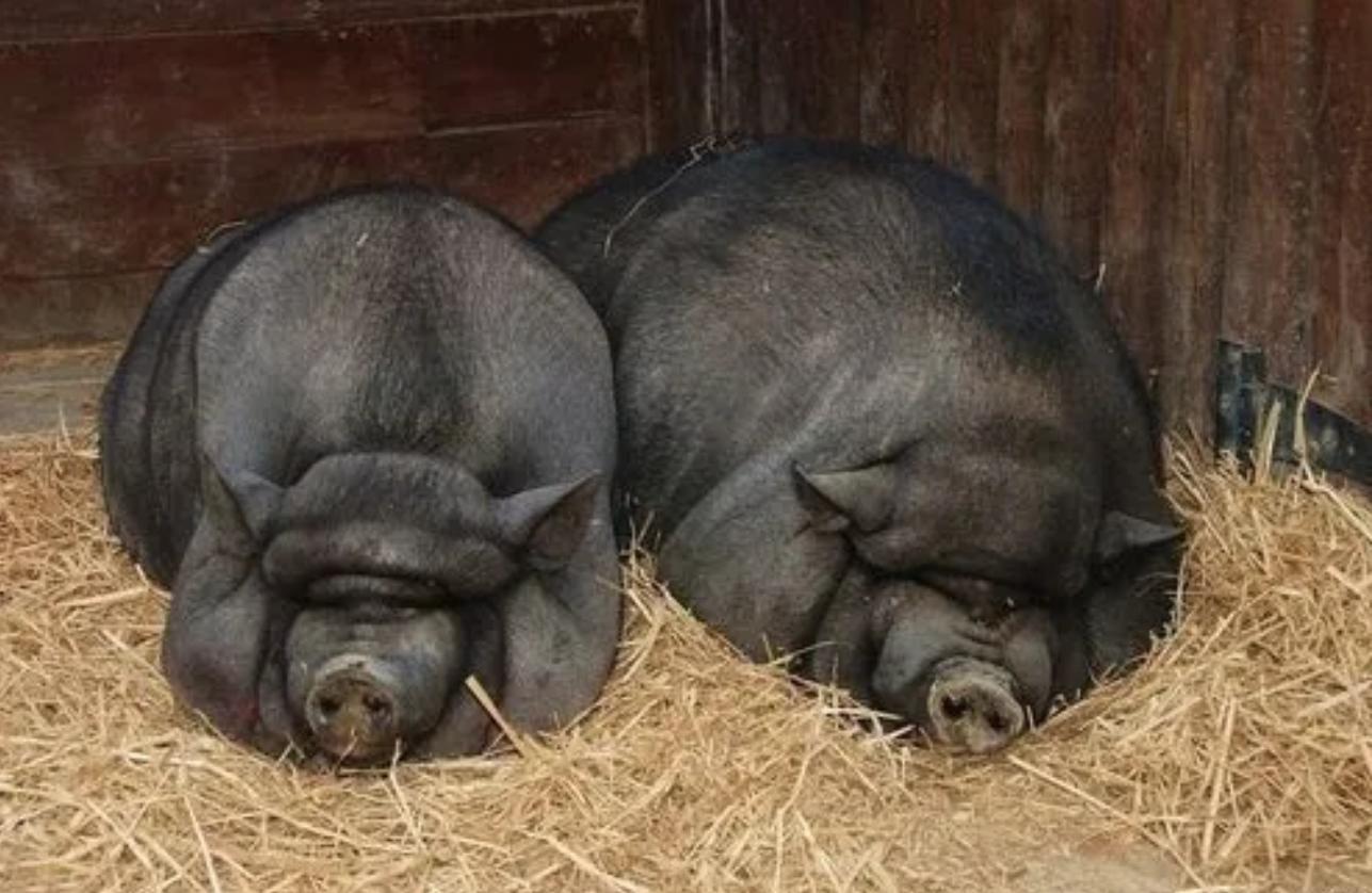 2009年，男子花6万买瘸腿病猪当宝贝养，8年后病猪帮他年入3000万