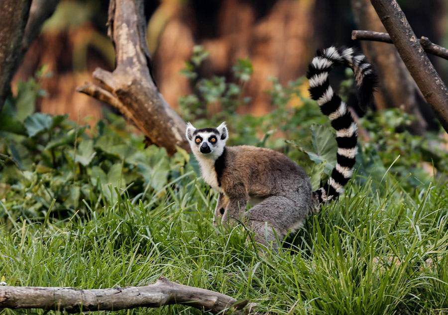 “马达加斯加”现状，带你看看真实的非洲岛国马达加斯加