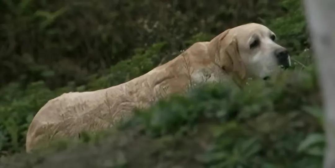 男子捡400只流浪狗,四川男子从路边捡来黑狗完整版