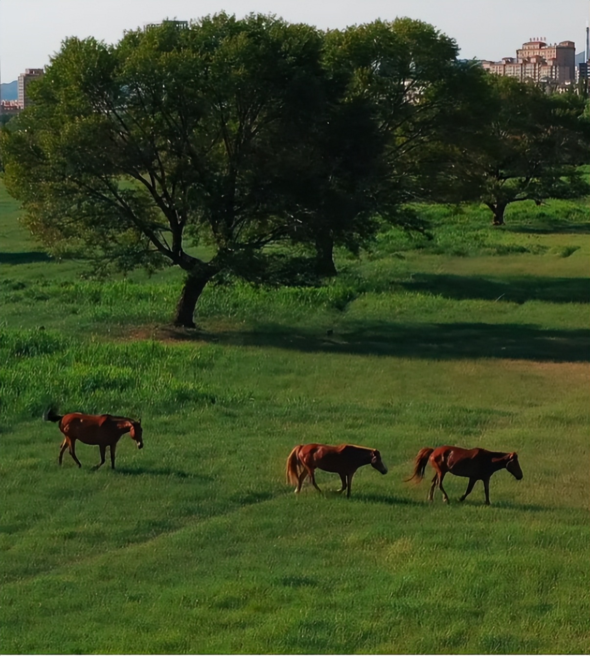 向北向北！|“美”在内蒙古