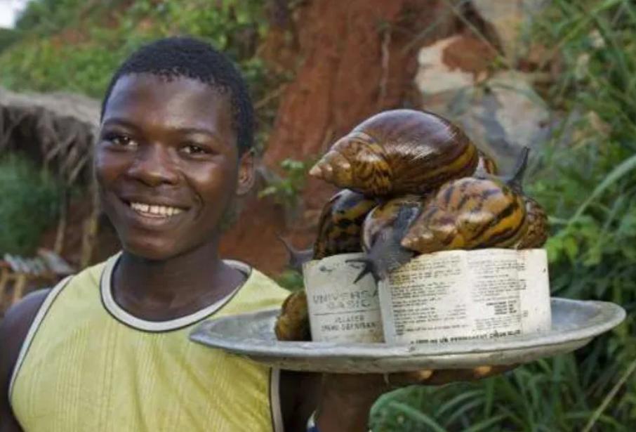 非洲野味入侵全球:中国吃货在这种巨型蜗牛面前,压根狂不起来