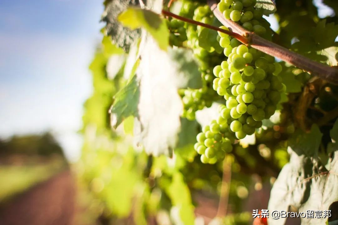 红酒怎么认定是哪个国家的,红酒最早产自哪里