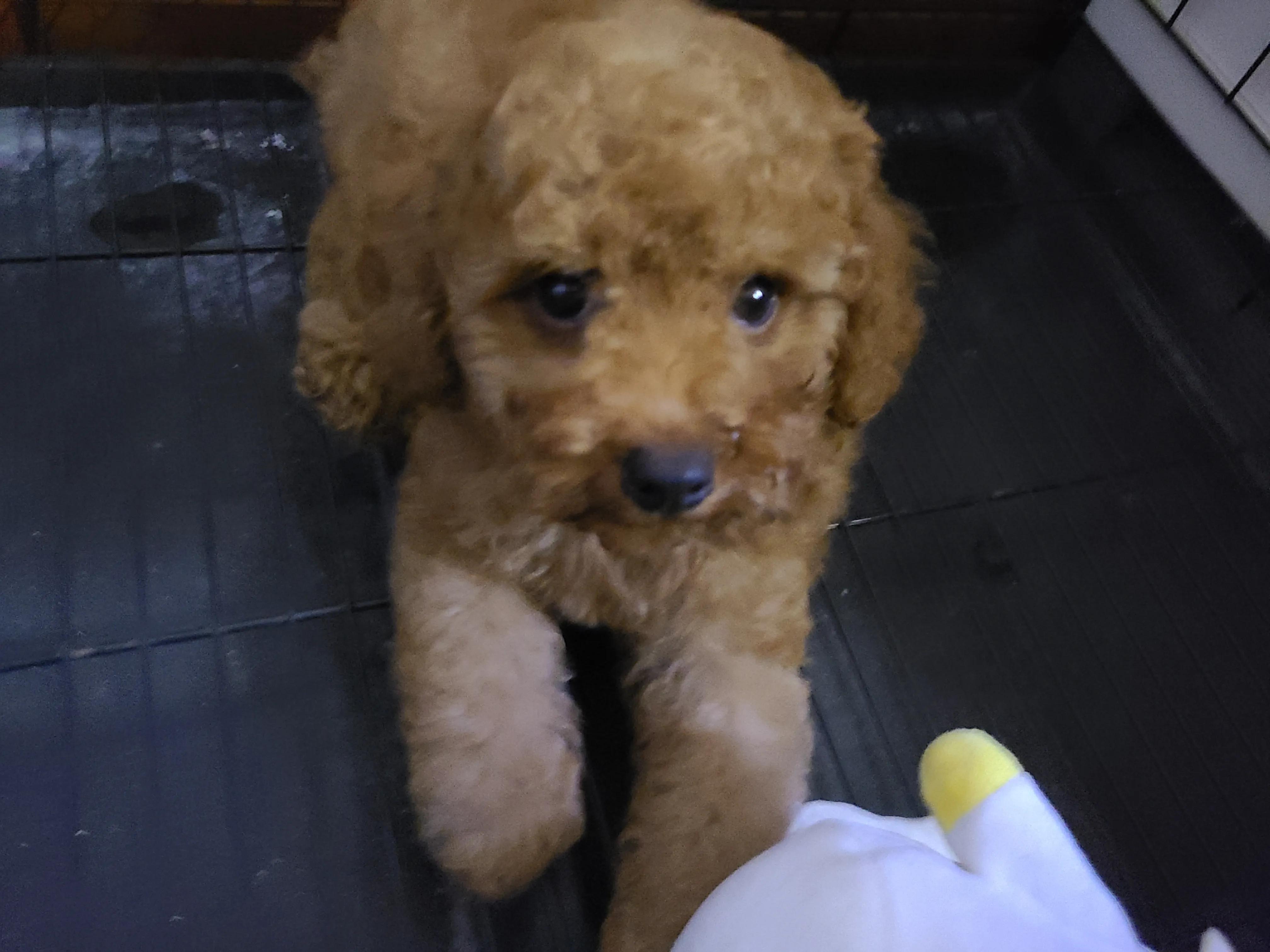 灰泰迪的成长史,一只泰迪的成长史