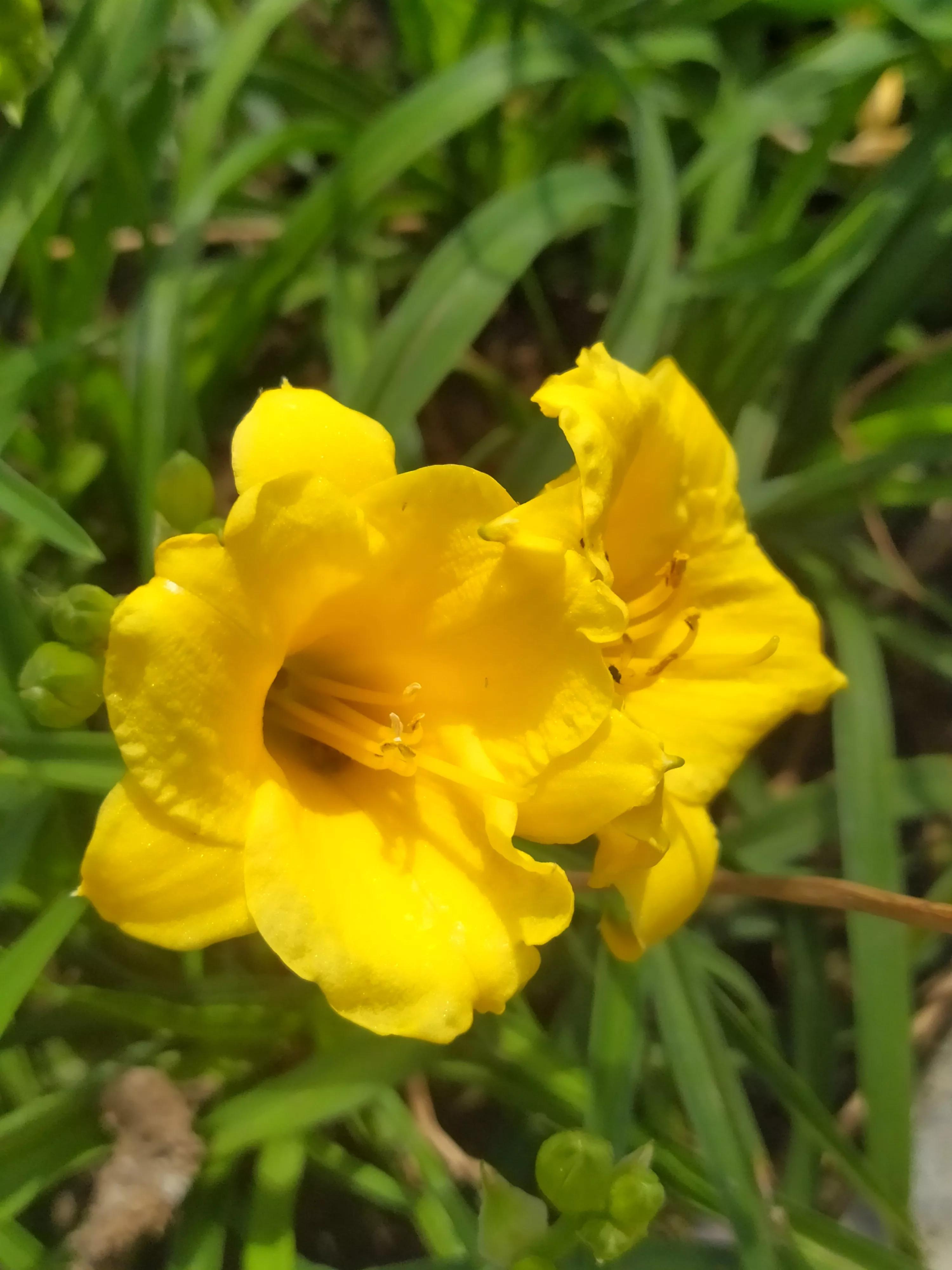 萱草花几种色,萱草花什么颜色