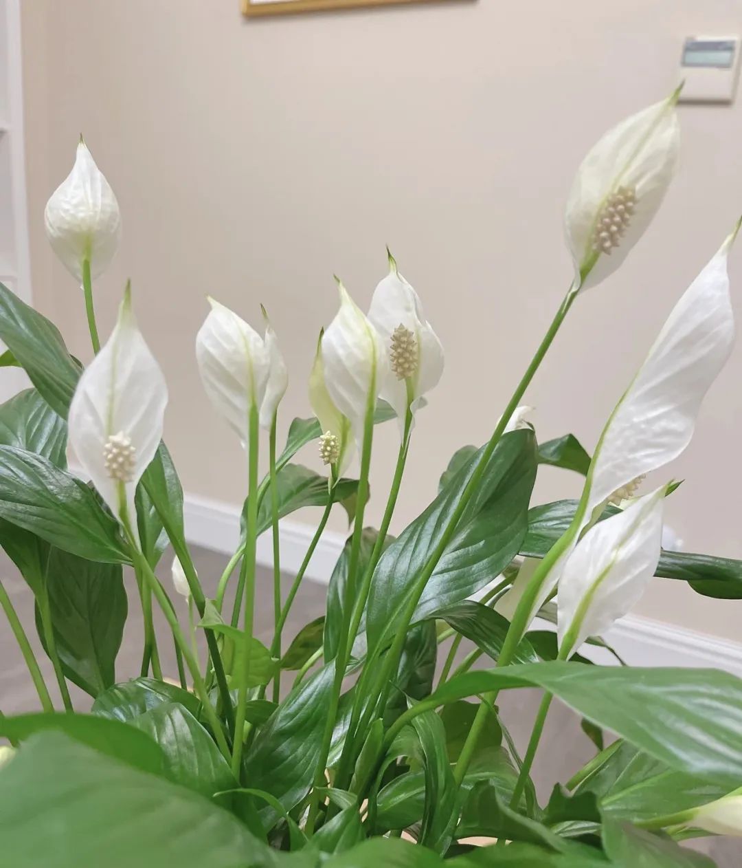 养花公认最美4种花满屋飘香,什么花可以给家里带来阳气好运