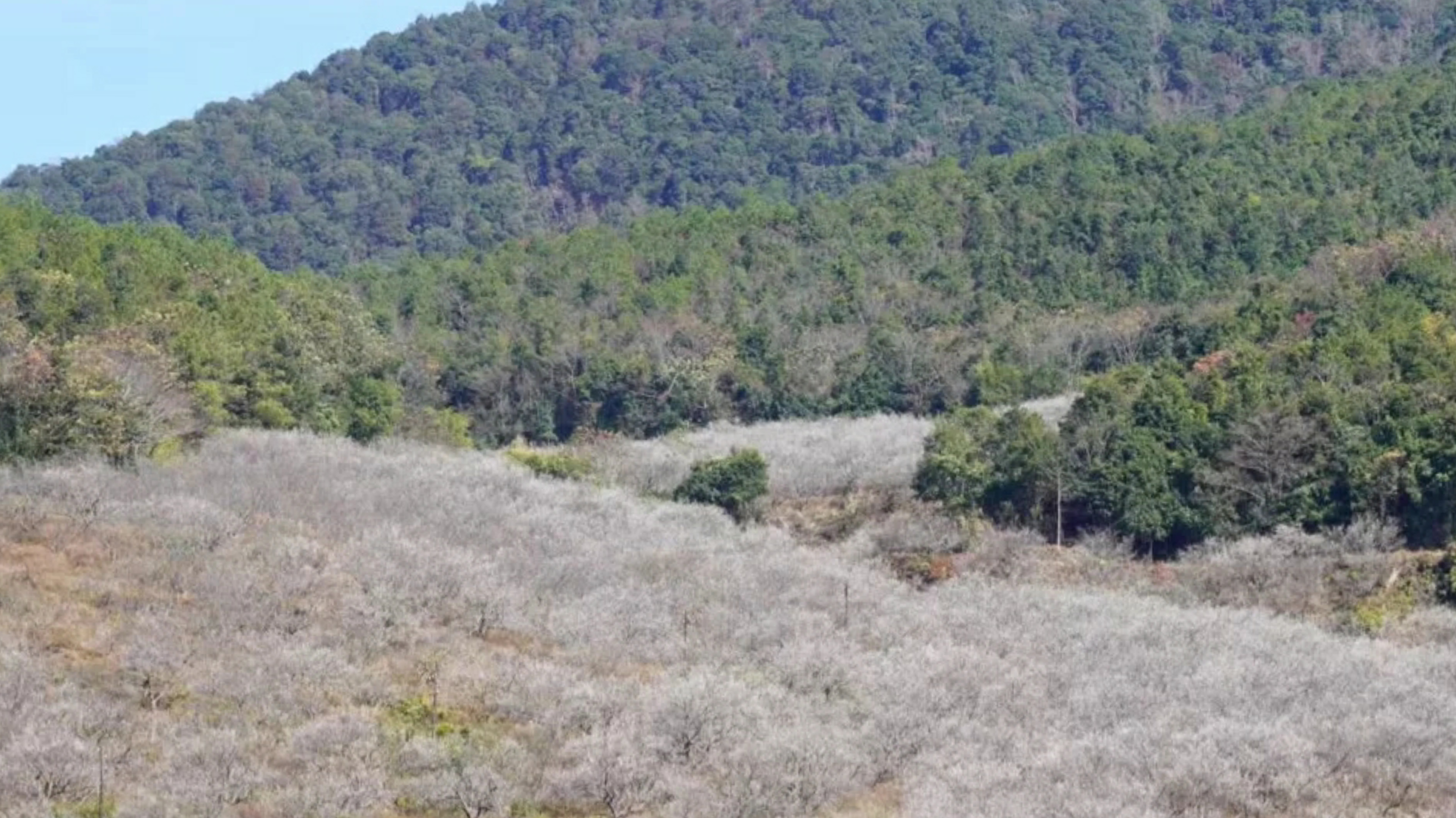 惠州赏梅花地方,惠州惠东梁化镇梅园