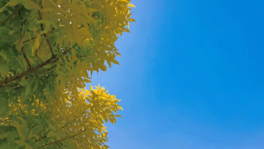 二十四节气今日处暑暑气散秋意浓,二十四节气处暑过了后是什么节气