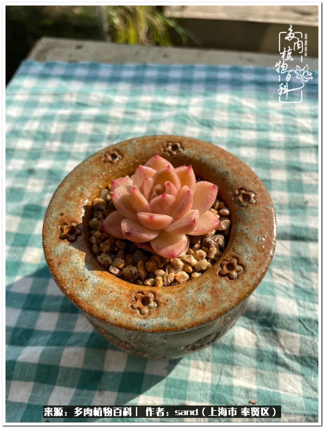 养点花草给生活添点乐趣,养点花花草草心情自然会好