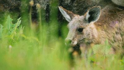 原来它们也有“性丑闻”,这片看完让我大开眼界