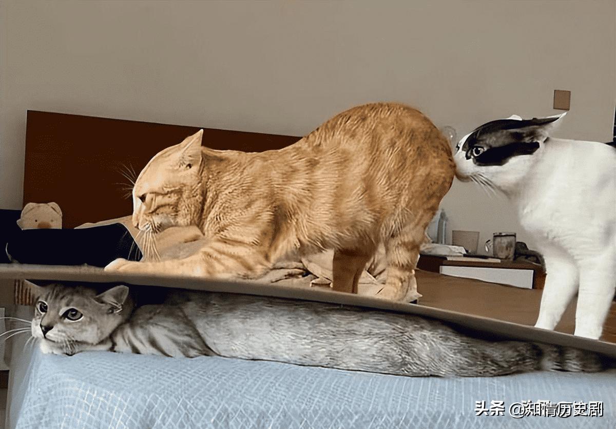 残暴集中营照片,集中营十大惨烈暴行