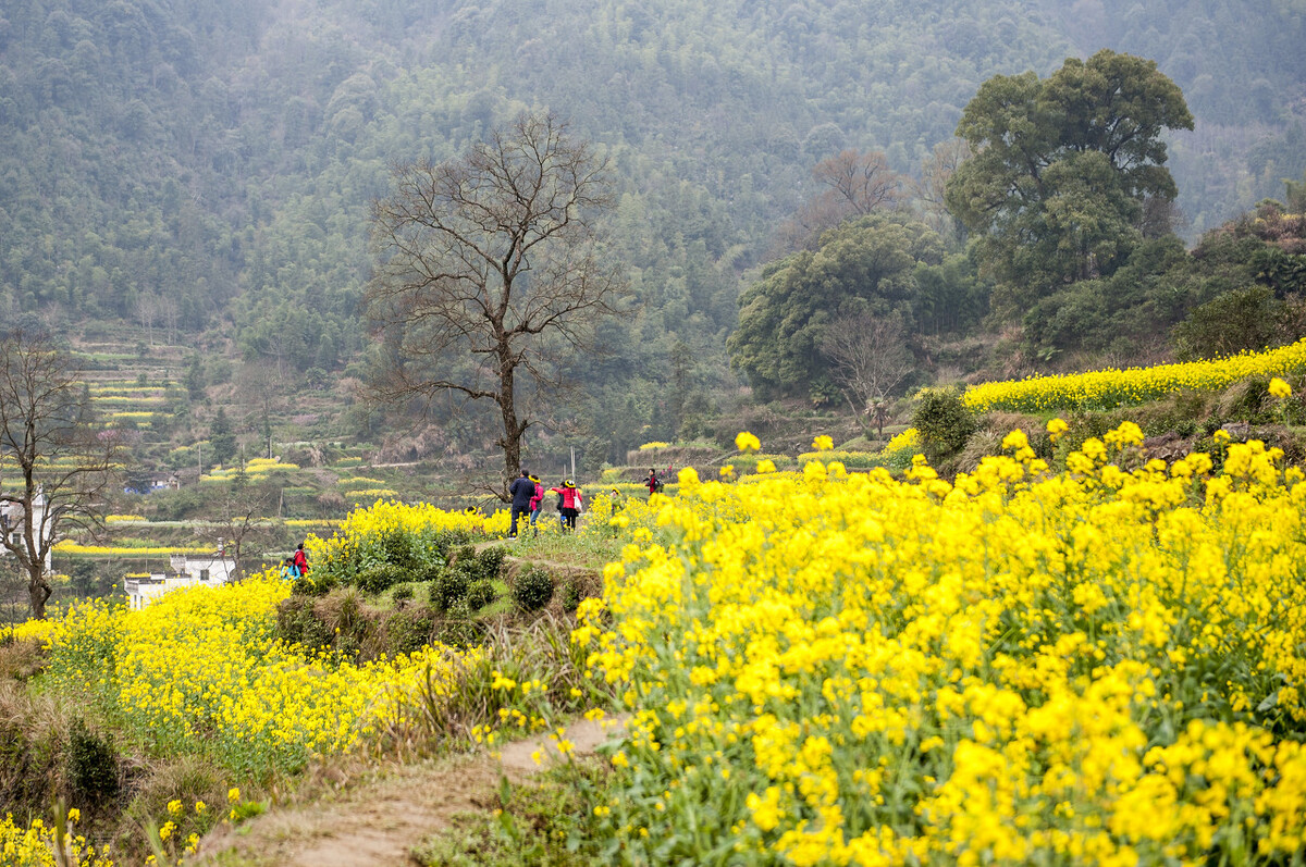 皖南赏花排名,安徽皖南春光好赏花正当时