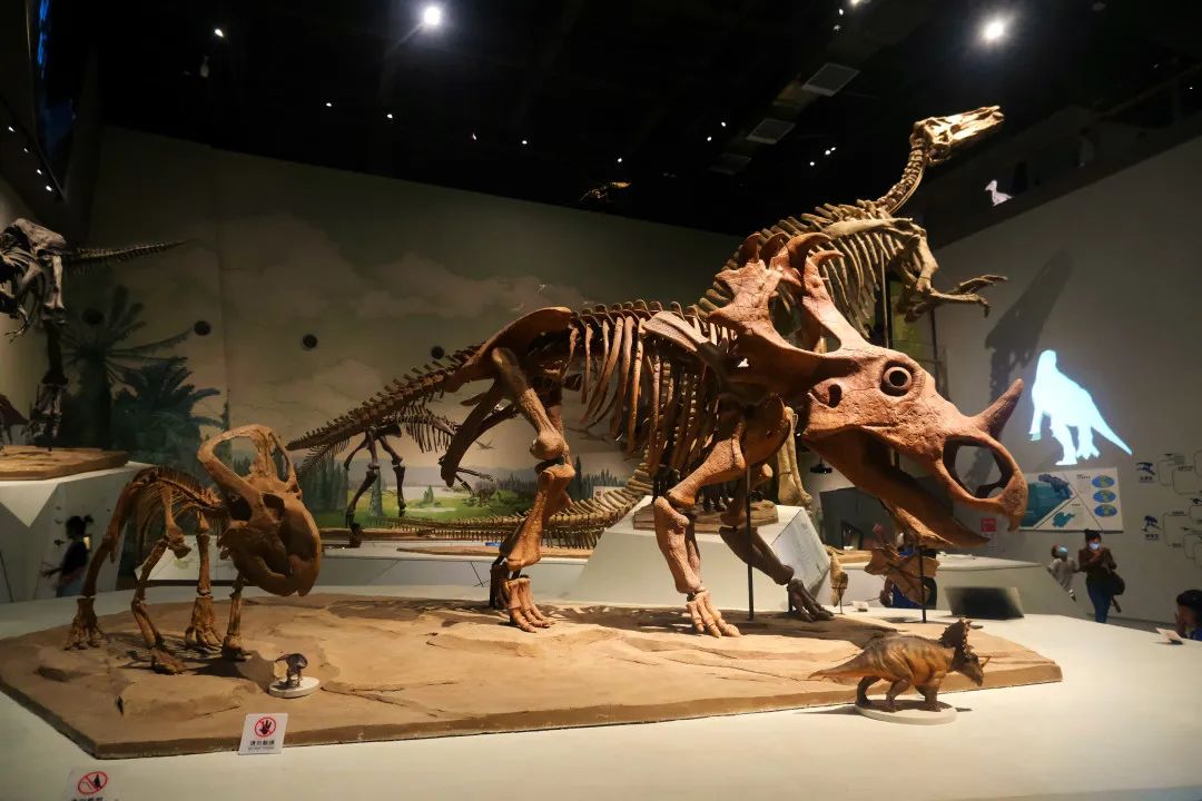 打卡山东博物馆和大明湖,山东博物馆打卡预约