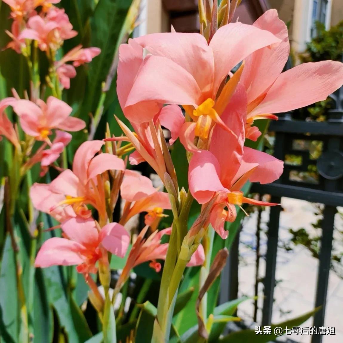 美人蕉花里面甜甜的,秋天的美人蕉花