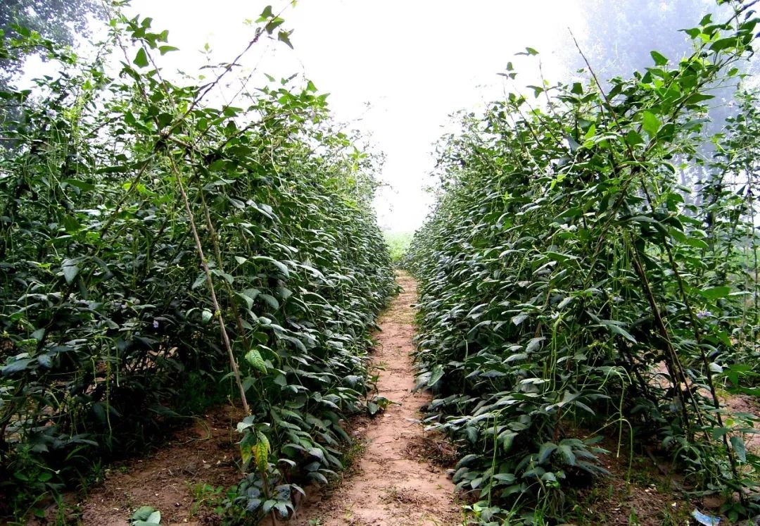 小麦高产新品种排名,2023年高产小麦品种排名