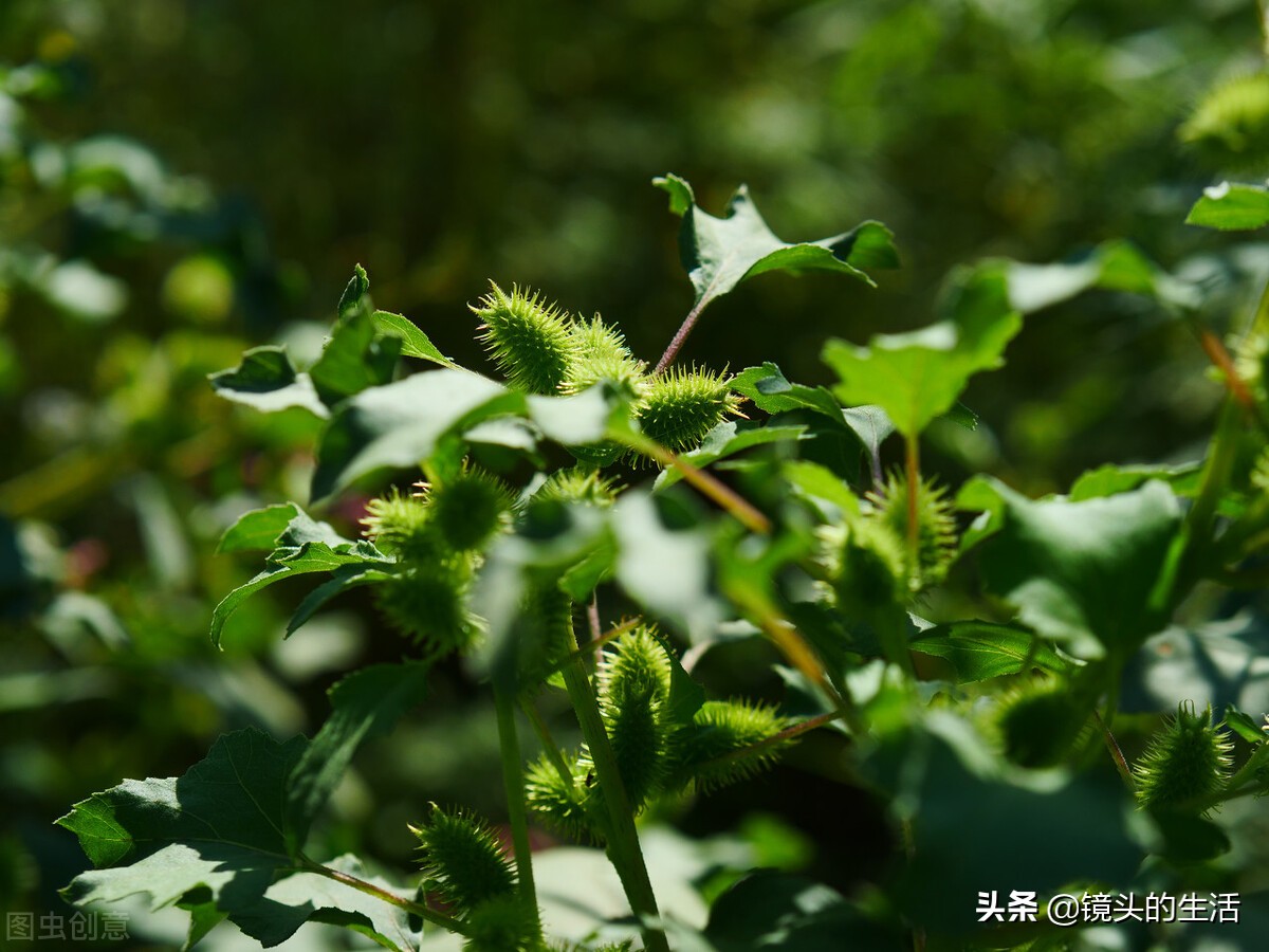 农村遍地都是宝农村的野菜挖不完,农村不要钱的野菜有哪些