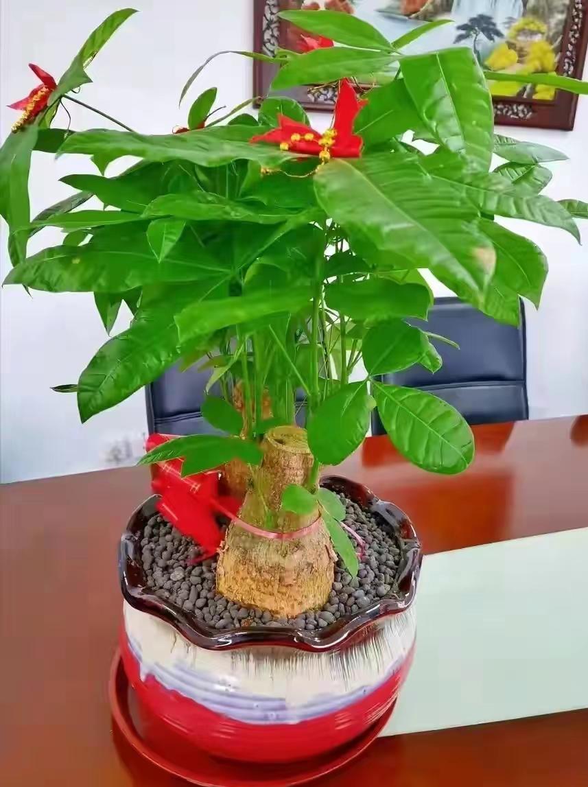 客厅养什么花最好最招财,客厅养什么花好看旺财