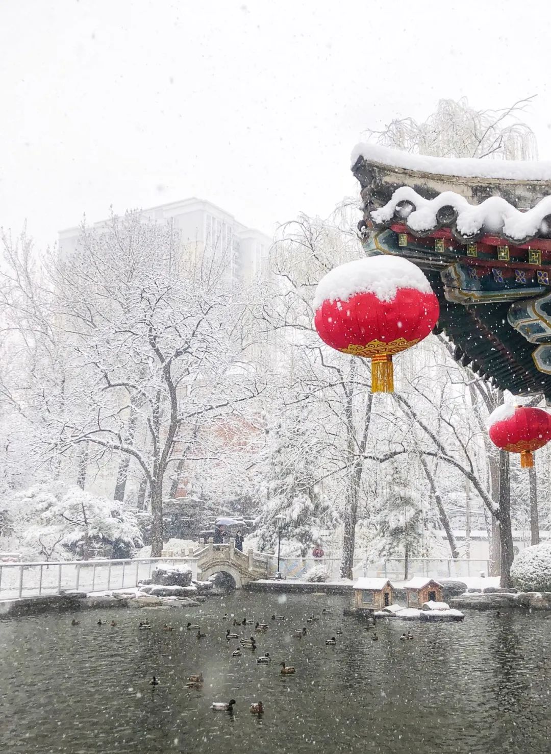 美丽的人民日报大院，我们温暖的家