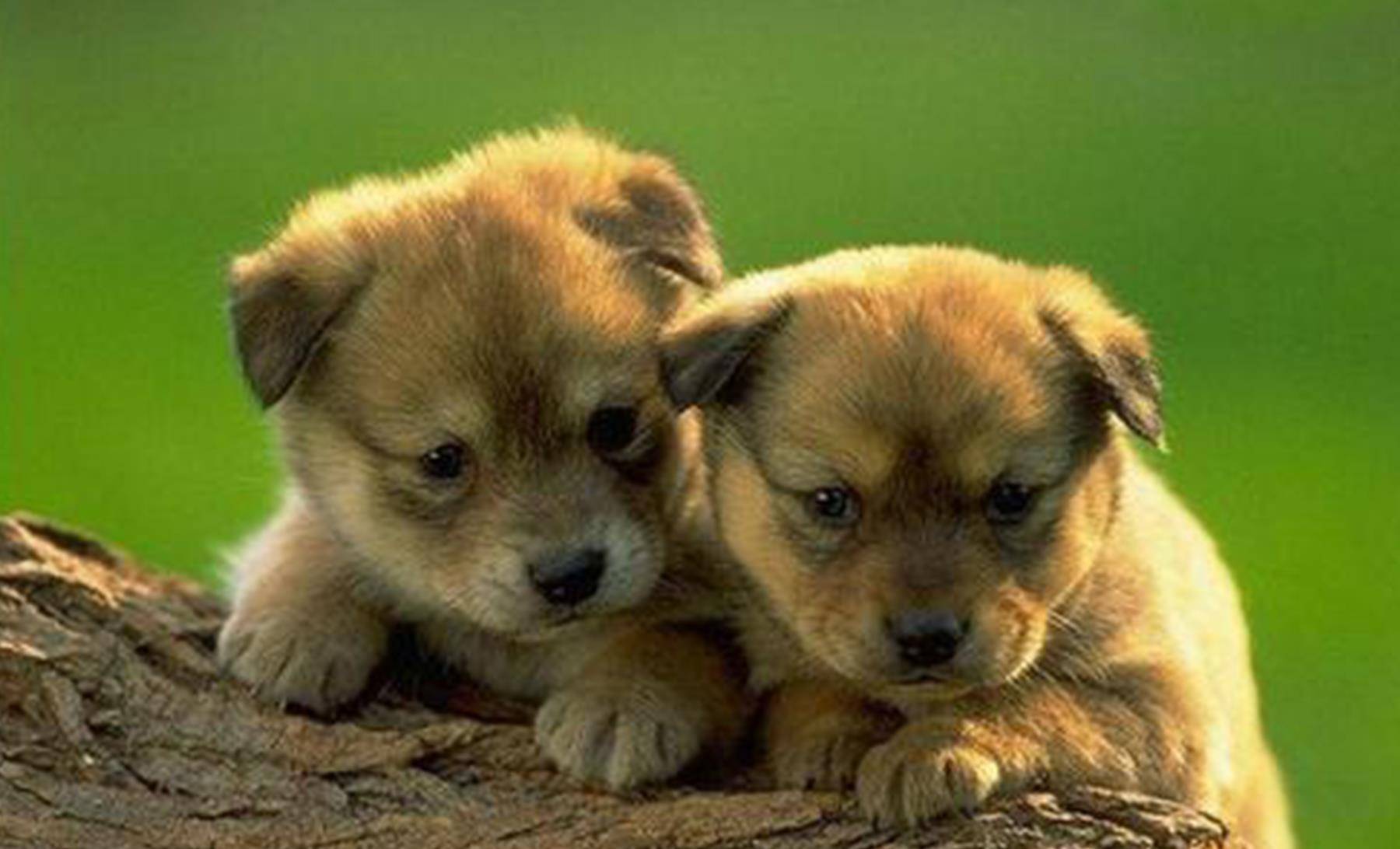 怎么养幼犬狗,幼犬好养还是成年狗好养