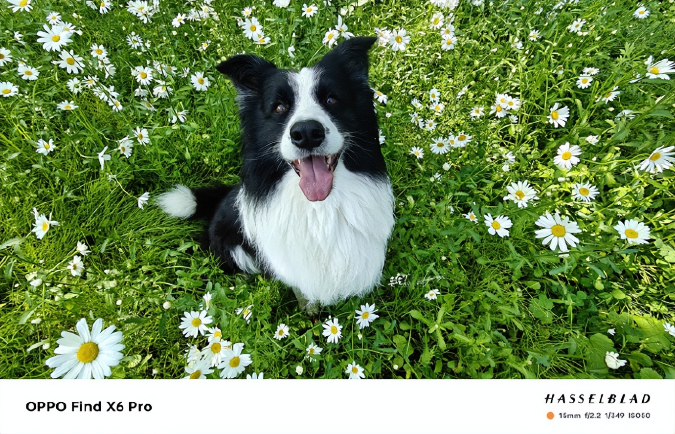 萌宠手机拍摄技巧和手法视频,萌宠用手机怎么拍能拍出高级感