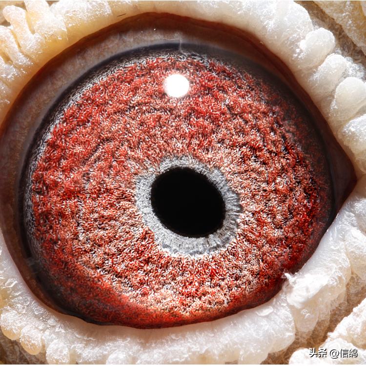 开尔拍卖2018,开尔大棚拍卖会