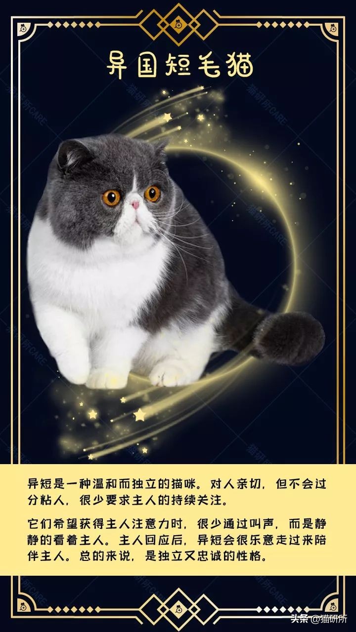 暹罗母猫和英短会生什么样的小猫,英短和暹罗配出来的猫大了什么样