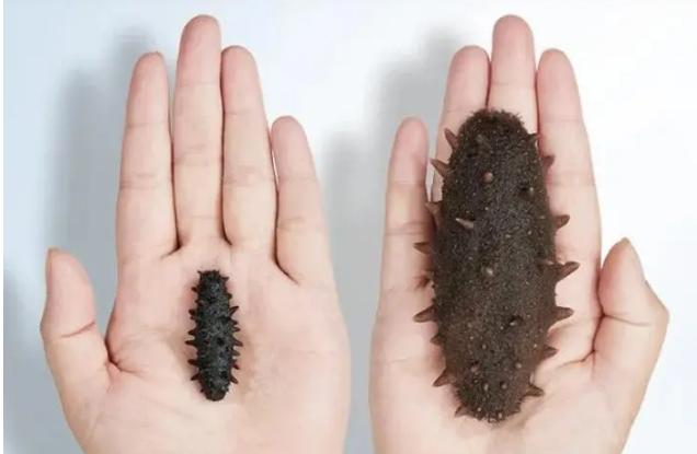 送礼送淡干海参还是即食海参,海参如何挑选高性价比品牌