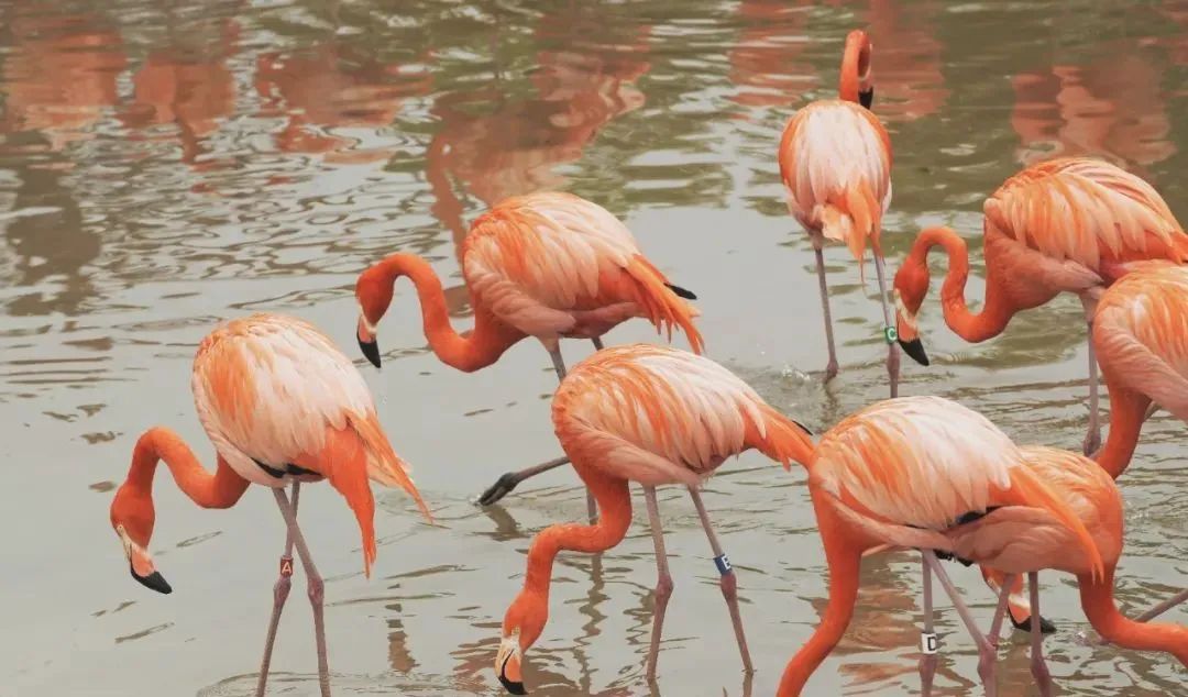 武汉动物园最新今天的消息,武汉动物园春节营业时间